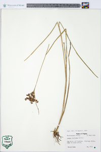 Juncus biflorus image