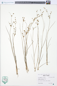 Juncus debilis image