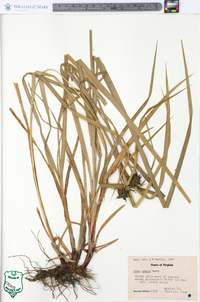 Carex grayi image