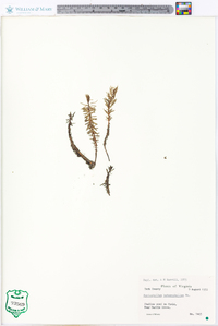 Myriophyllum heterophyllum image