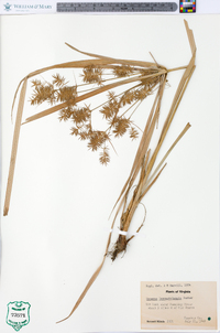 Cyperus lancastriensis image