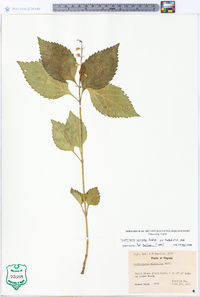 Scutellaria serrata image