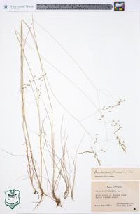 Deschampsia flexuosa image