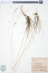 Deschampsia flexuosa image