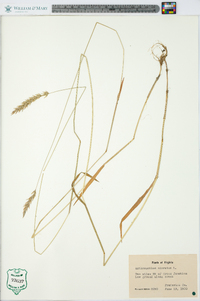 Anthoxanthum odoratum image