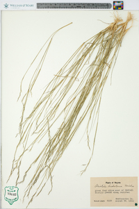 Aristida dichotoma image