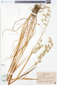 Avena sativa image