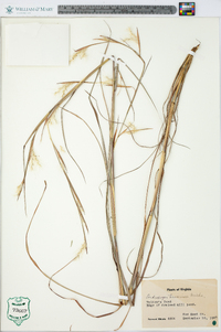 Andropogon ternarius image