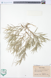 Dichanthelium acuminatum subsp. acuminatum image