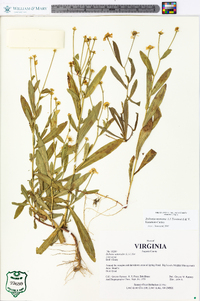 Boltonia montana image