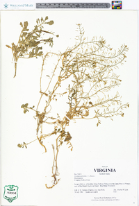 Rorippa sylvestris image