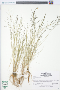 Eragrostis pilosa image