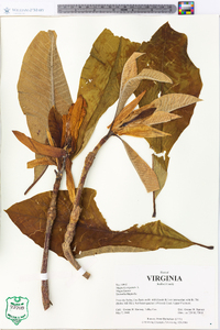 Magnolia tripetala image