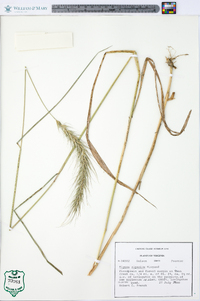 Elymus riparius image