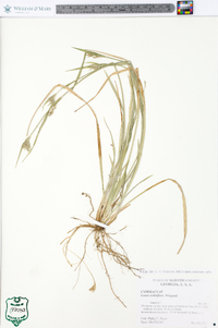 Carex crebriflora image