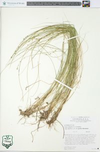 Carex atlantica subsp. capillacea image