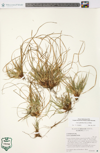 Carex umbellata image