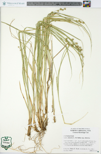 Carex atlantica subsp. atlantica image