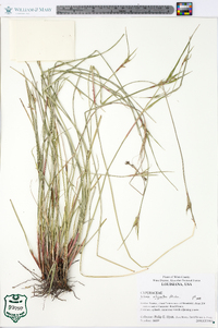 Scleria oligantha image