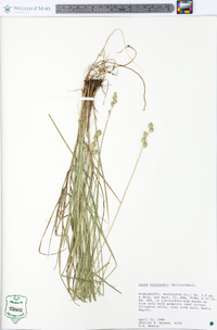 Carex reniformis image