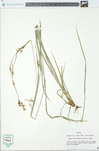 Rhynchospora mixta image