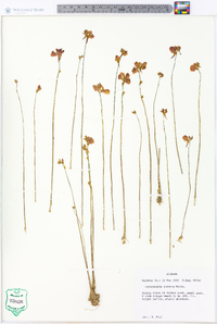 Utricularia cornuta image