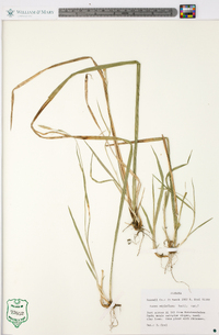 Carex styloflexa image