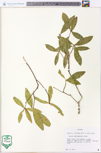 Quercus hemisphaerica image