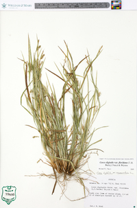 Carex digitalis var. floridana image