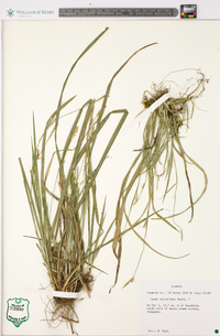 Carex styloflexa image