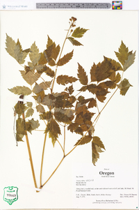 Actaea rubra image