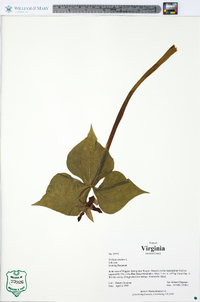 Trillium erectum image