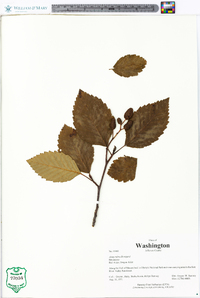 Alnus rubra image