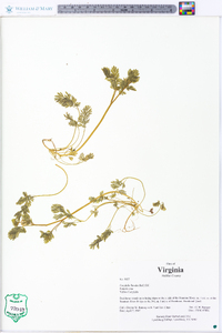 Corydalis flavula image