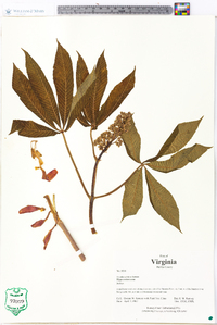 Aesculus sylvatica image