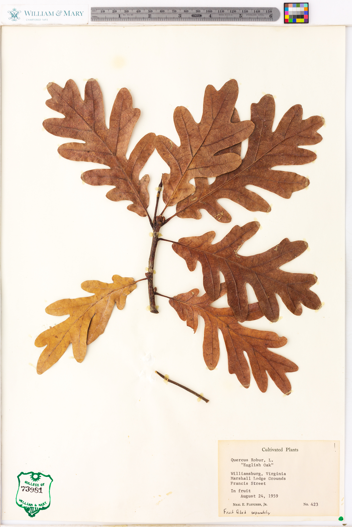 Quercus robur image