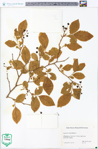 Vaccinium fuscatum image