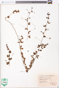 Lespedeza repens image