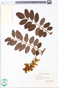 Robinia hispida image