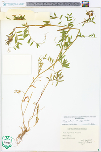 Vicia sativa subsp. nigra image