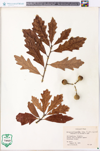 Quercus x comptoniae image