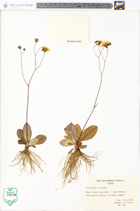 Hieracium venosum image