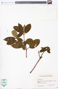 Viburnum tinus image