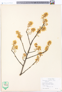 Amelanchier canadensis image