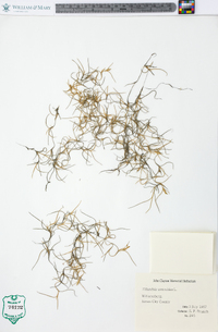 Tillandsia usneoides image