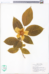 Stewartia ovata image