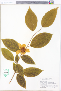 Stewartia ovata image