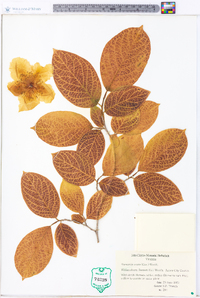 Stewartia ovata image