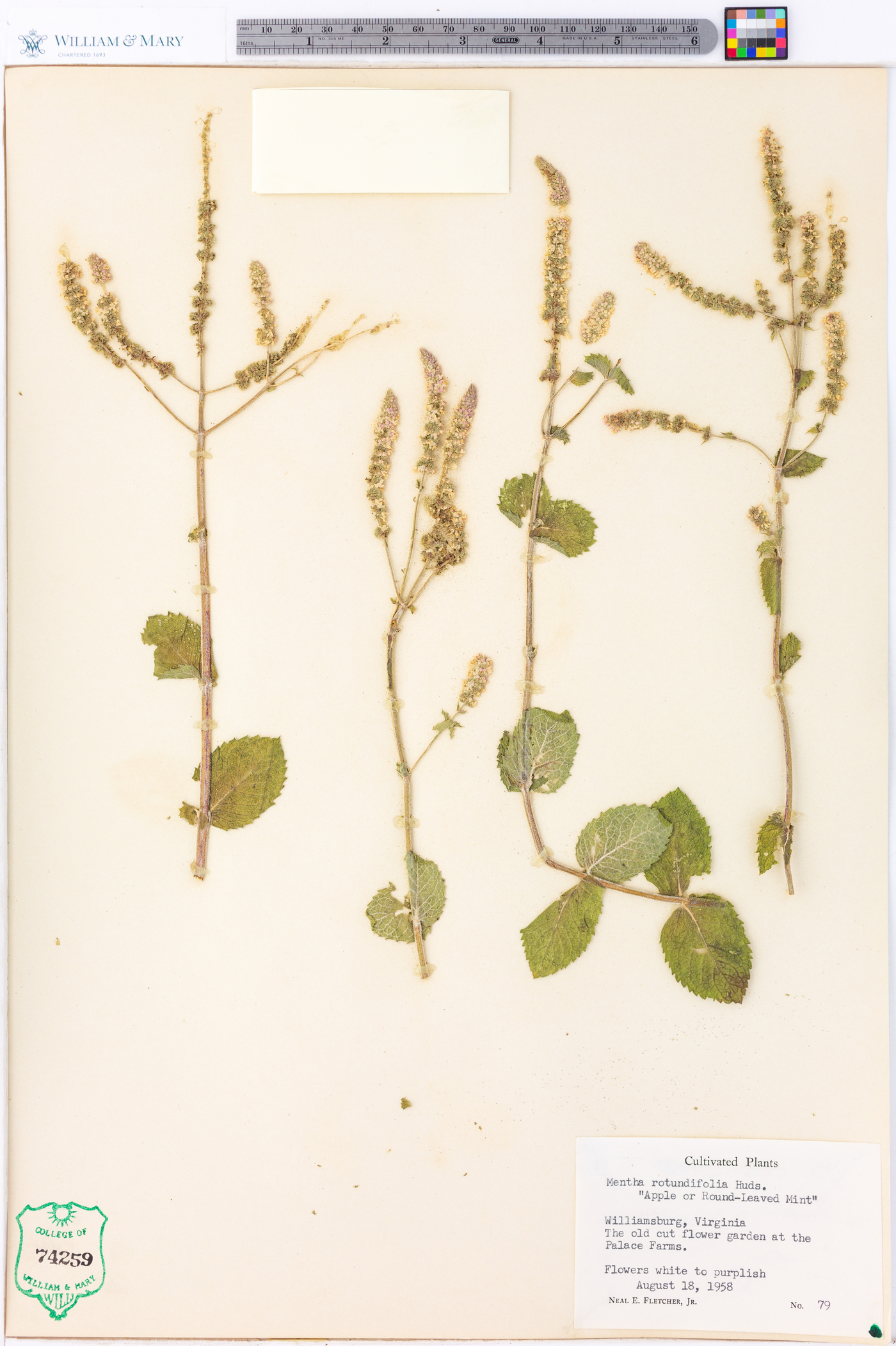 Mentha × rotundifolia image