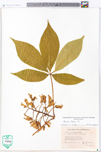 Aesculus flava image